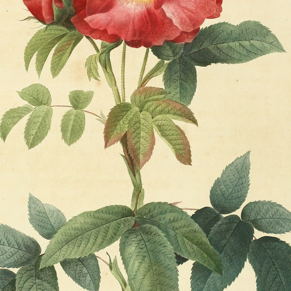Rosa Gallica caerulea — Rosier de Provins à feuilles bleuâtres, hand-coloured stipple engraving after Redouté, engraved by Talbeaux, Les Roses, Paris 1821.
