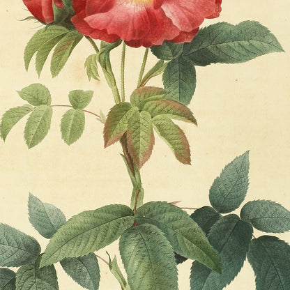 Rosa Gallica caerulea — Rosier de Provins à feuilles bleuâtres, hand-coloured stipple engraving after Redouté, engraved by Talbeaux, Les Roses, Paris 1821.