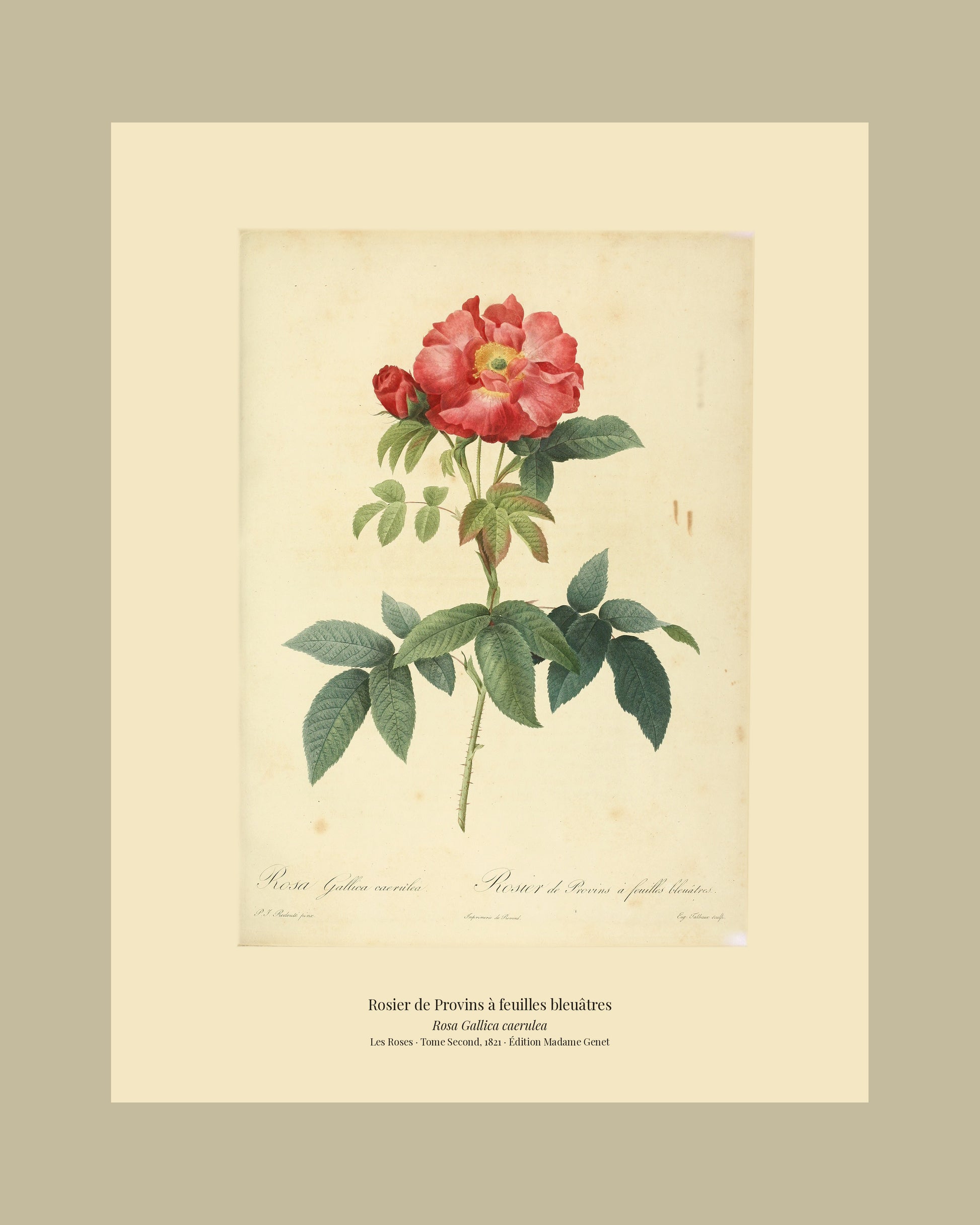 Rosa Gallica caerulea — Rosier de Provins à feuilles bleuâtres, hand-coloured stipple engraving after Redouté, engraved by Talbeaux, Les Roses, Paris 1821.