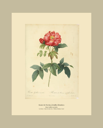 Rosa Gallica caerulea — Rosier de Provins à feuilles bleuâtres, hand-coloured stipple engraving after Redouté, engraved by Talbeaux, Les Roses, Paris 1821.