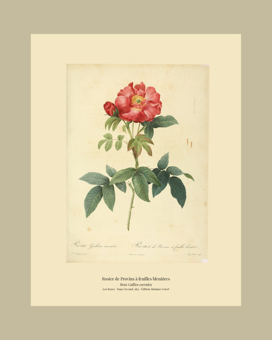 Rosa Gallica caerulea — Rosier de Provins à feuilles bleuâtres, hand-coloured stipple engraving after Redouté, engraved by Talbeaux, Les Roses, Paris 1821.
