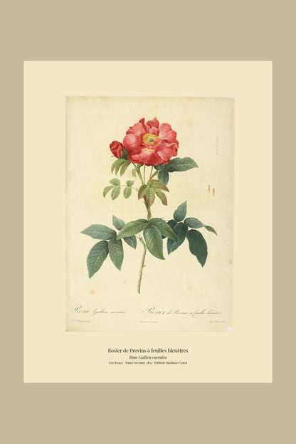 Rosa Gallica caerulea — Rosier de Provins à feuilles bleuâtres, hand-coloured stipple engraving after Redouté, engraved by Talbeaux, Les Roses, Paris 1821.