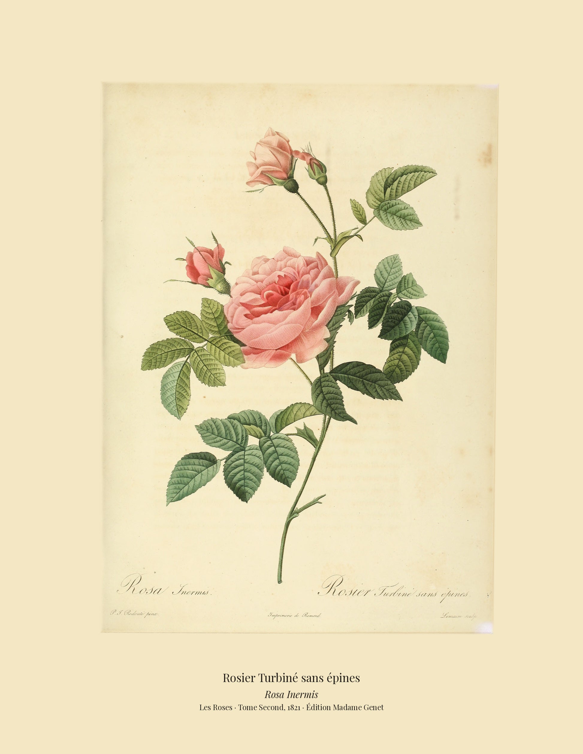 Rosa Inermis — Rosier Turbiné sans épines, hand-coloured stipple engraving after Redouté, engraved by Lemaire, Les Roses, Paris 1821.