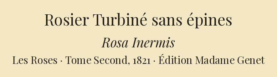 Rosa Inermis — Rosier Turbiné sans épines, hand-coloured stipple engraving after Redouté, engraved by Lemaire, Les Roses, Paris 1821.
