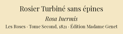 Rosa Inermis — Rosier Turbiné sans épines, hand-coloured stipple engraving after Redouté, engraved by Lemaire, Les Roses, Paris 1821.