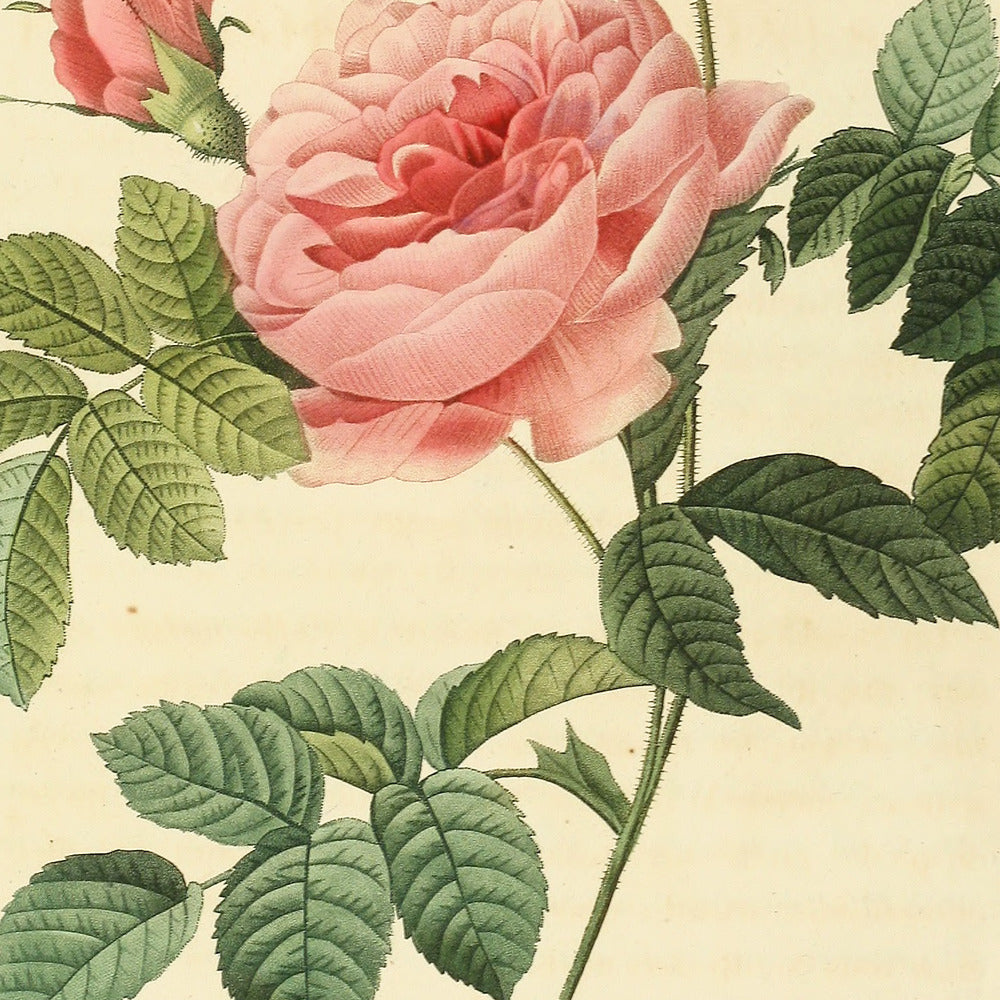 Rosa Inermis — Rosier Turbiné sans épines, hand-coloured stipple engraving after Redouté, engraved by Lemaire, Les Roses, Paris 1821.