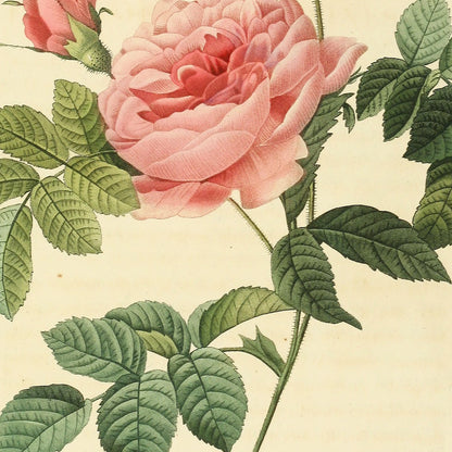 Rosa Inermis — Rosier Turbiné sans épines, hand-coloured stipple engraving after Redouté, engraved by Lemaire, Les Roses, Paris 1821.