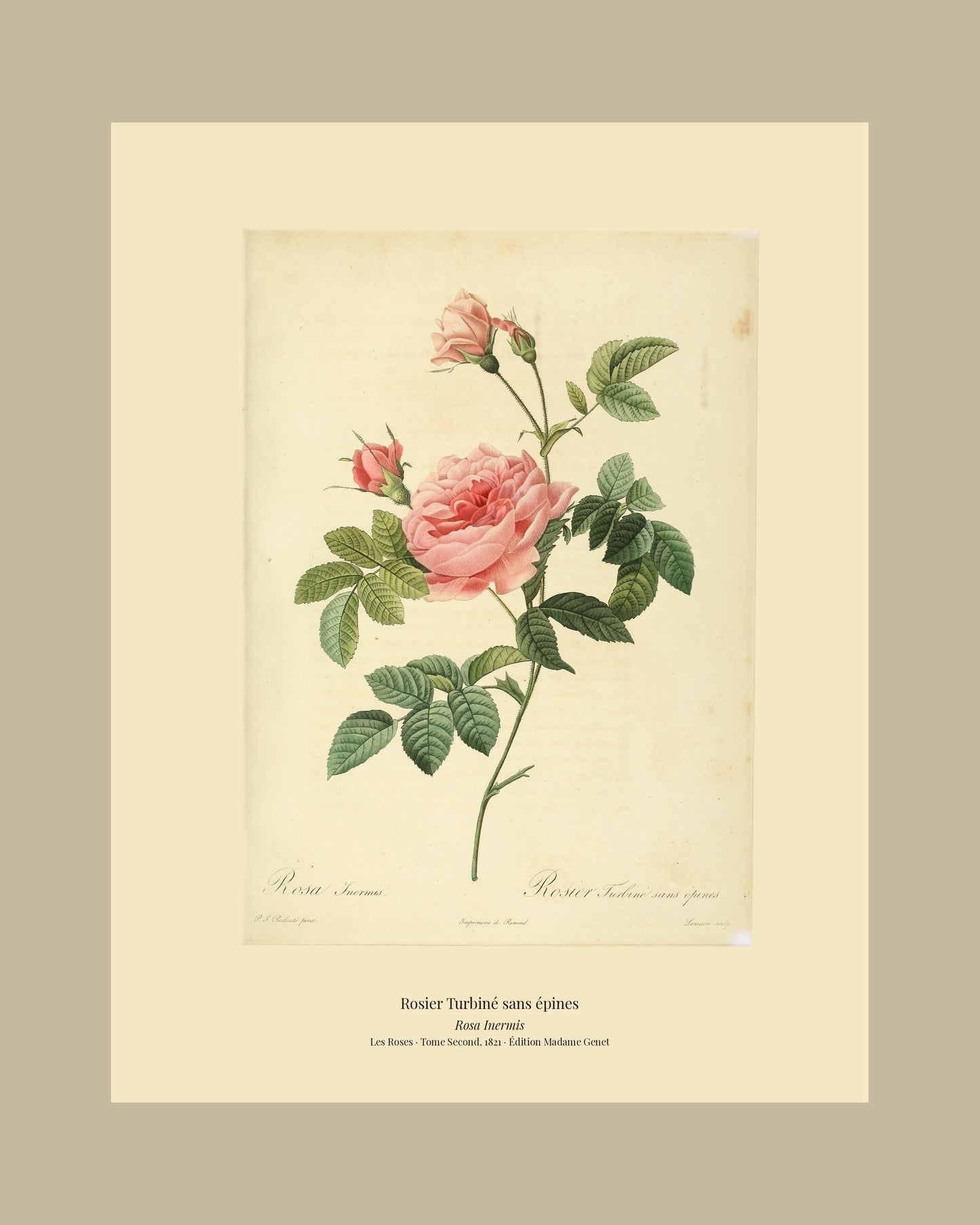 Rosa Inermis — Rosier Turbiné sans épines, hand-coloured stipple engraving after Redouté, engraved by Lemaire, Les Roses, Paris 1821.