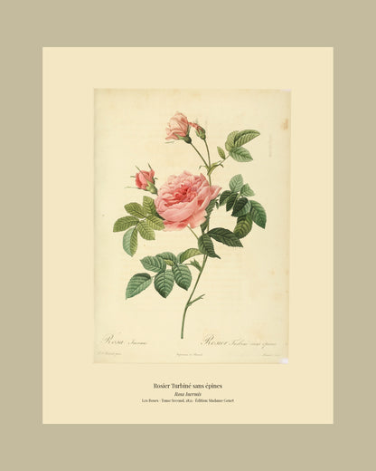 Rosa Inermis — Rosier Turbiné sans épines, hand-coloured stipple engraving after Redouté, engraved by Lemaire, Les Roses, Paris 1821.