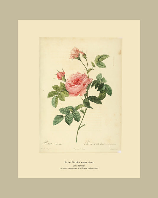 Rosa Inermis — Rosier Turbiné sans épines, hand-coloured stipple engraving after Redouté, engraved by Lemaire, Les Roses, Paris 1821.
