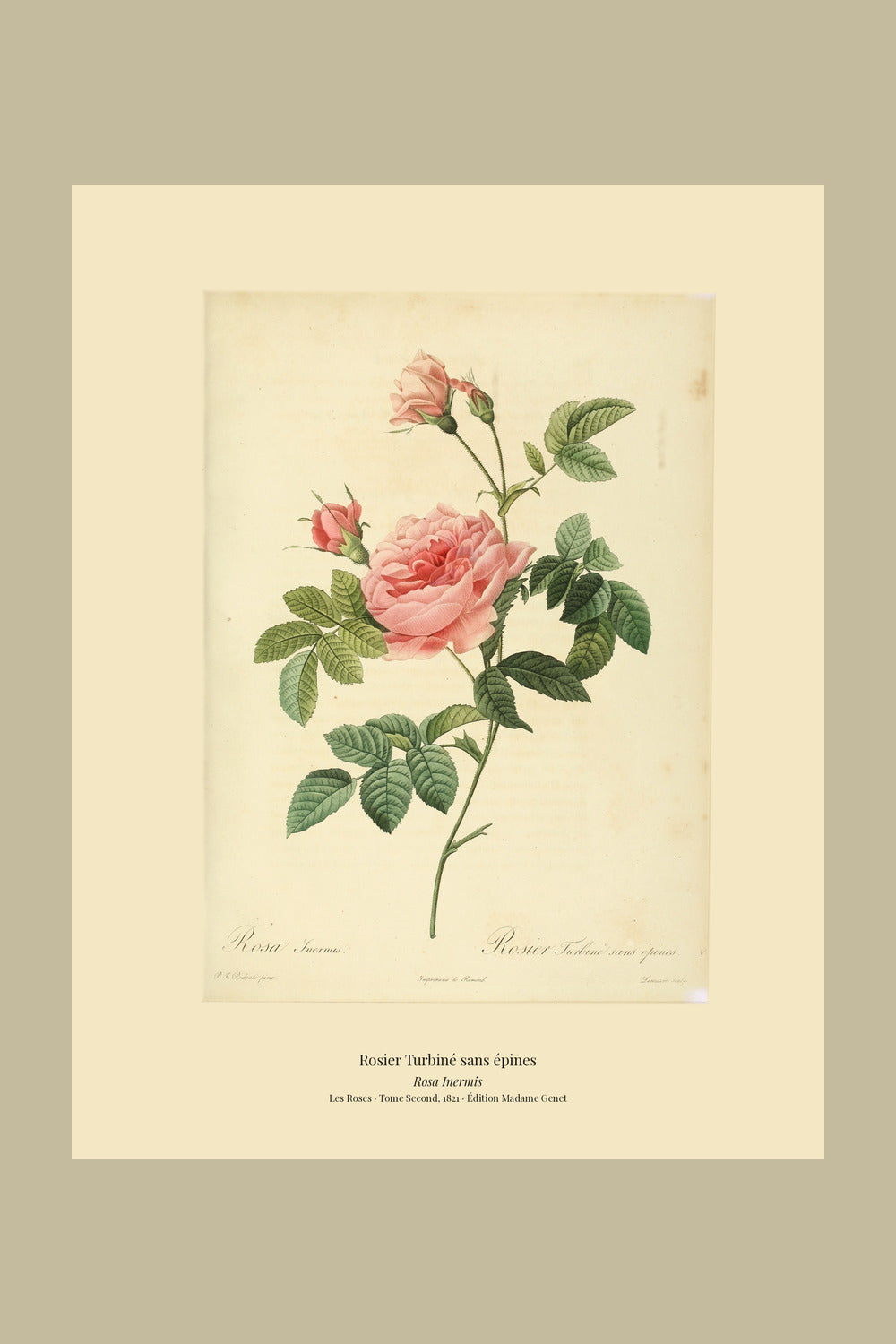 Rosa Inermis — Rosier Turbiné sans épines, hand-coloured stipple engraving after Redouté, engraved by Lemaire, Les Roses, Paris 1821.