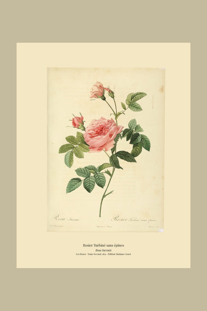 Rosa Inermis — Rosier Turbiné sans épines, hand-coloured stipple engraving after Redouté, engraved by Lemaire, Les Roses, Paris 1821.