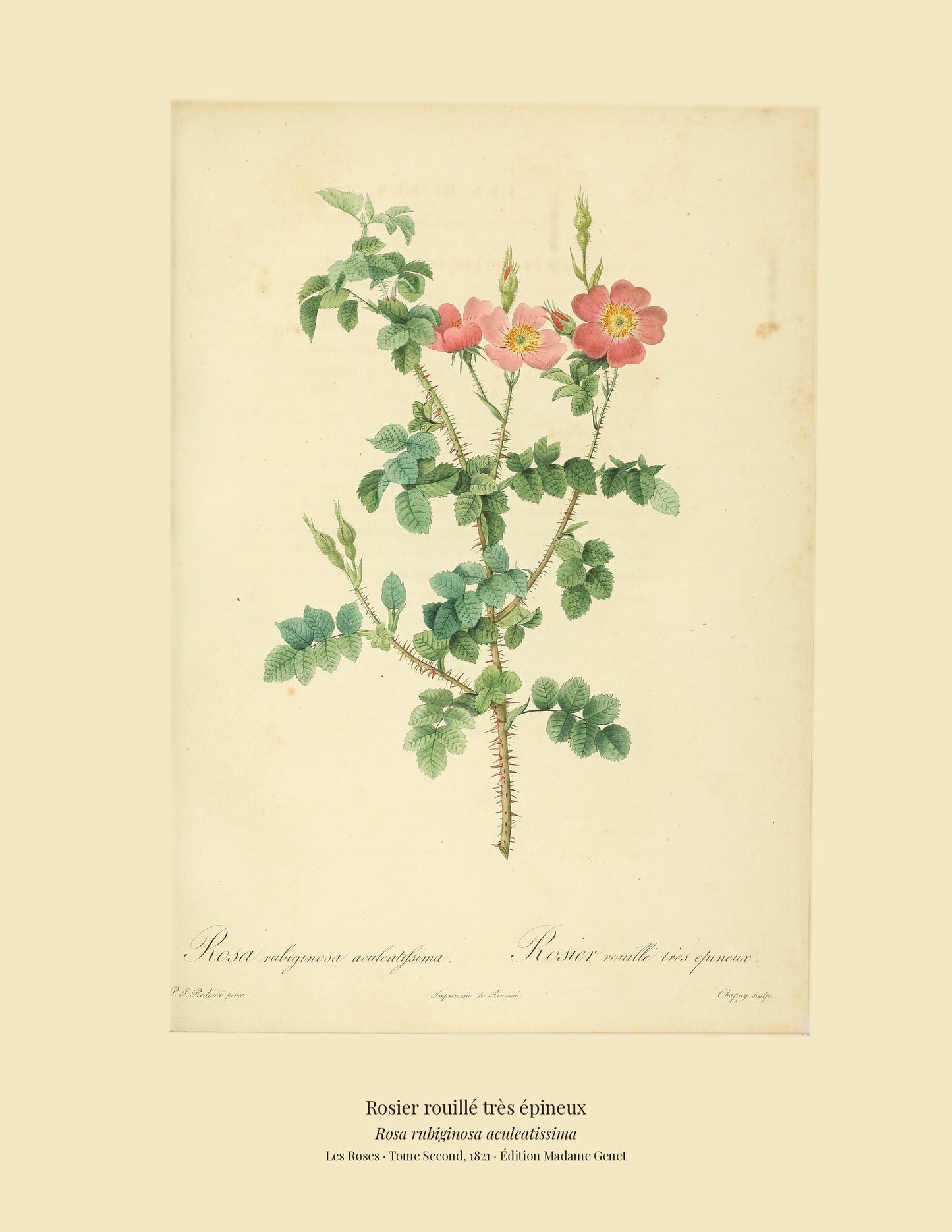 Rosa rubiginosa aculeatissima — Rosier rouillé très épineux, hand-coloured stipple engraving after Redouté, engraved by Chapuy, Les Roses, Paris 1821.