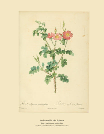 Rosa rubiginosa aculeatissima — Rosier rouillé très épineux, hand-coloured stipple engraving after Redouté, engraved by Chapuy, Les Roses, Paris 1821.