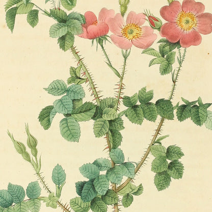 Rosa rubiginosa aculeatissima — Rosier rouillé très épineux, hand-coloured stipple engraving after Redouté, engraved by Chapuy, Les Roses, Paris 1821.