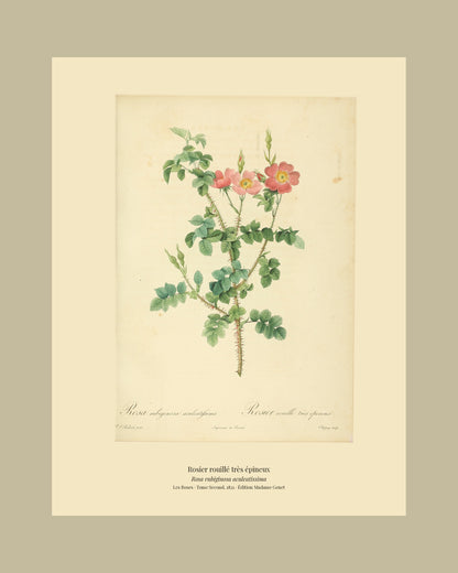 Rosa rubiginosa aculeatissima — Rosier rouillé très épineux, hand-coloured stipple engraving after Redouté, engraved by Chapuy, Les Roses, Paris 1821.
