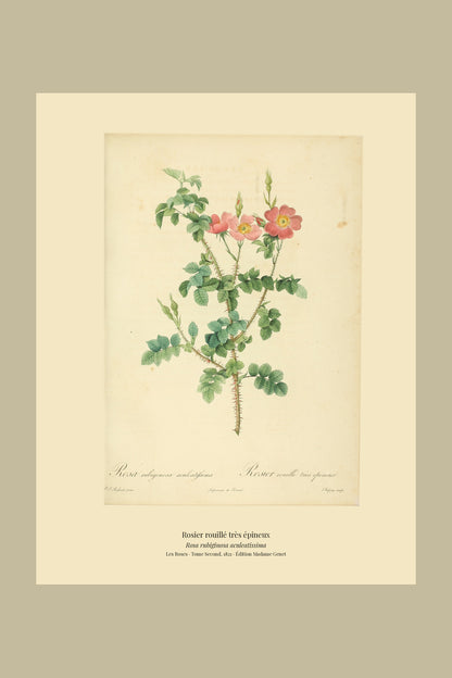 Rosa rubiginosa aculeatissima — Rosier rouillé très épineux, hand-coloured stipple engraving after Redouté, engraved by Chapuy, Les Roses, Paris 1821.