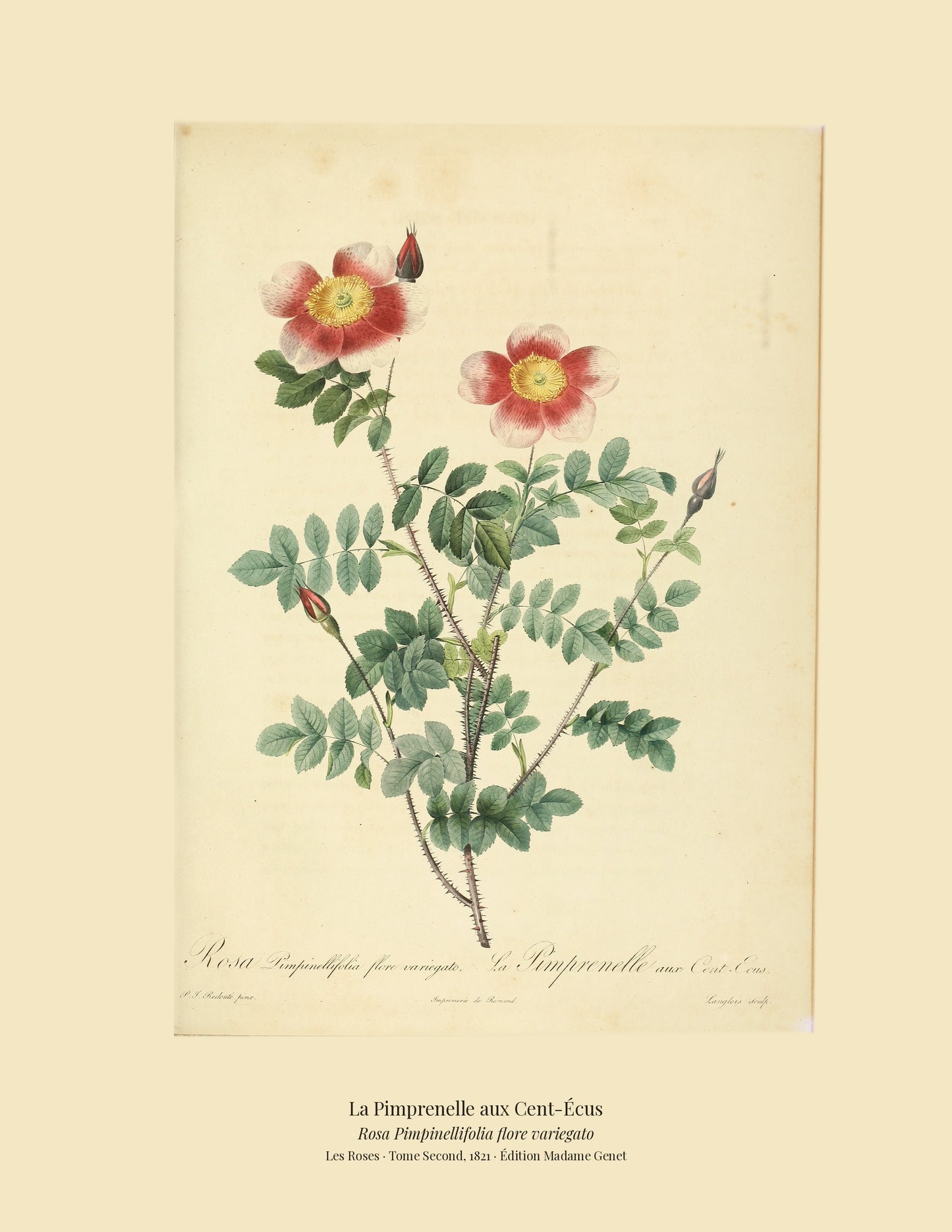 Rosa Pimpinellifolia flore variegato — La Pimprenelle aux Cent-Écus, hand-coloured stipple engraving after Redouté, engraved by Langlois, Les Roses, Paris 1821.