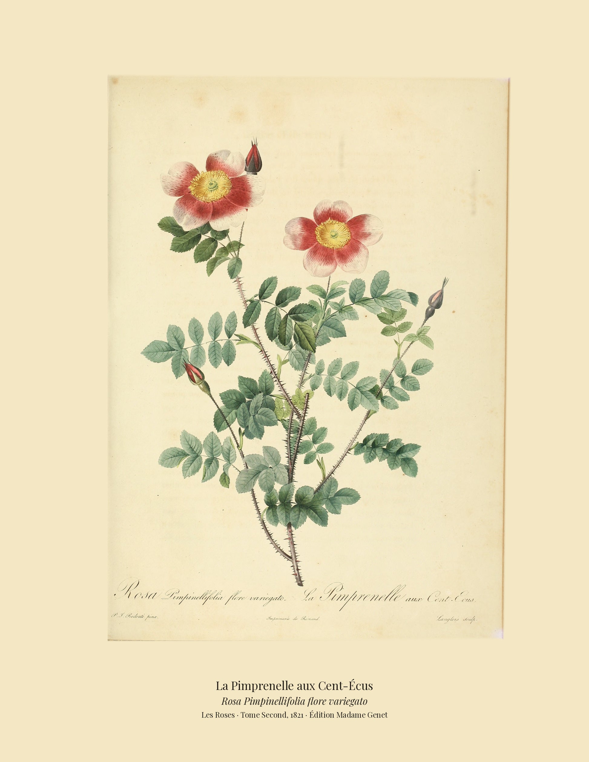 Rosa Pimpinellifolia flore variegato — La Pimprenelle aux Cent-Écus, hand-coloured stipple engraving after Redouté, engraved by Langlois, Les Roses, Paris 1821.