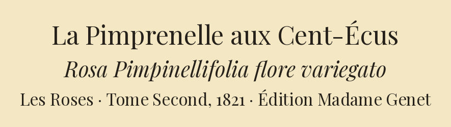 Rosa Pimpinellifolia flore variegato — La Pimprenelle aux Cent-Écus, hand-coloured stipple engraving after Redouté, engraved by Langlois, Les Roses, Paris 1821.