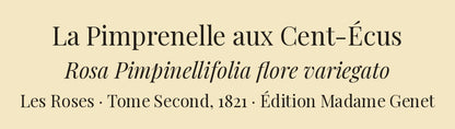 Rosa Pimpinellifolia flore variegato — La Pimprenelle aux Cent-Écus, hand-coloured stipple engraving after Redouté, engraved by Langlois, Les Roses, Paris 1821.