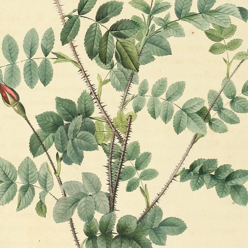 Rosa Pimpinellifolia flore variegato — La Pimprenelle aux Cent-Écus, hand-coloured stipple engraving after Redouté, engraved by Langlois, Les Roses, Paris 1821.