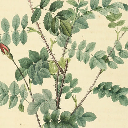 Rosa Pimpinellifolia flore variegato — La Pimprenelle aux Cent-Écus, hand-coloured stipple engraving after Redouté, engraved by Langlois, Les Roses, Paris 1821.