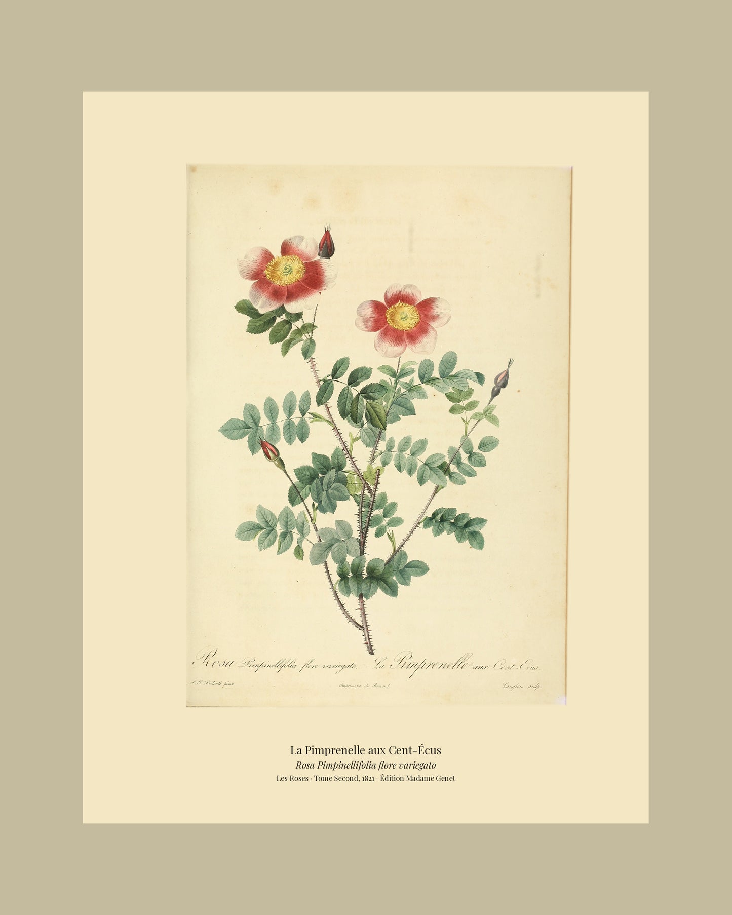 Rosa Pimpinellifolia flore variegato — La Pimprenelle aux Cent-Écus, hand-coloured stipple engraving after Redouté, engraved by Langlois, Les Roses, Paris 1821.