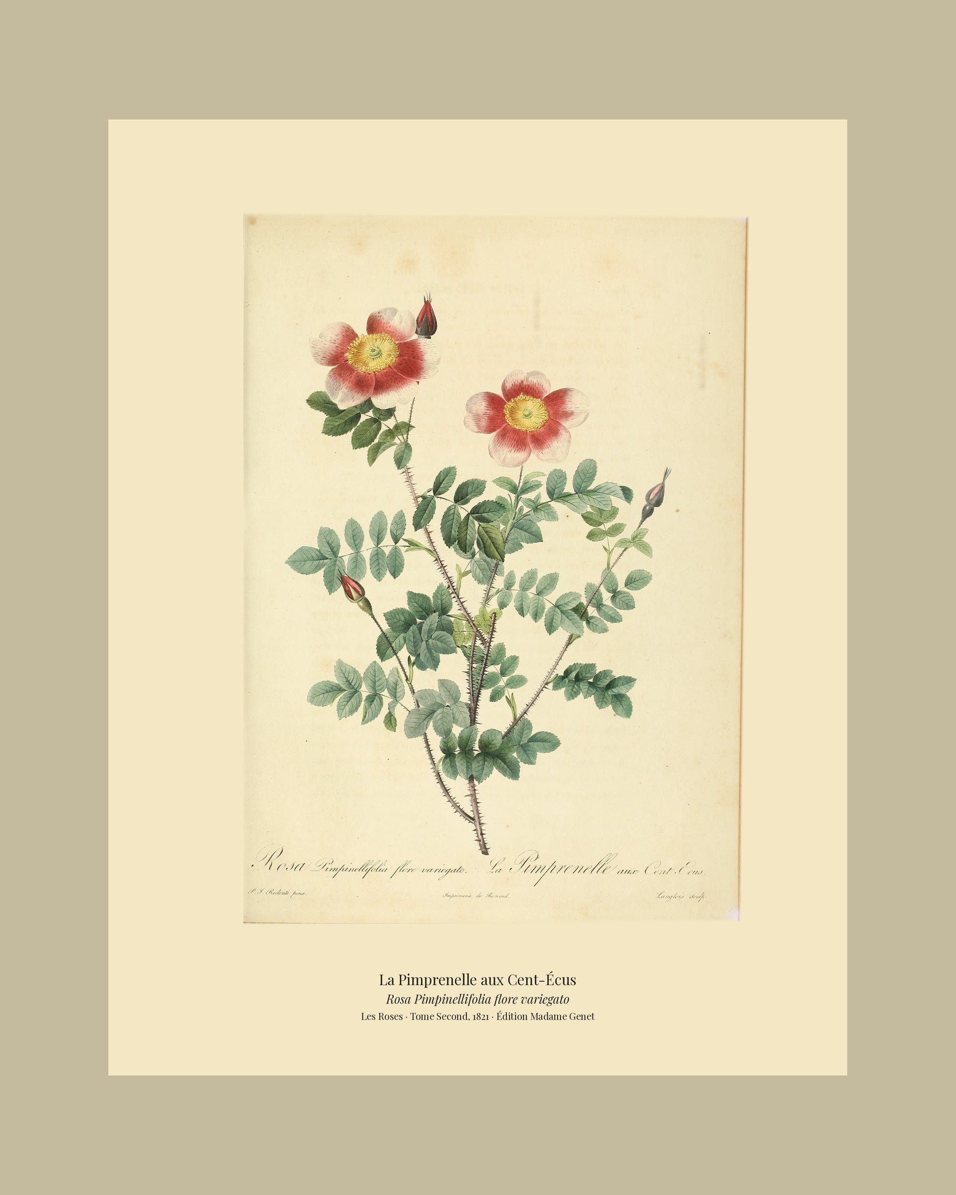 Rosa Pimpinellifolia flore variegato — La Pimprenelle aux Cent-Écus, hand-coloured stipple engraving after Redouté, engraved by Langlois, Les Roses, Paris 1821.