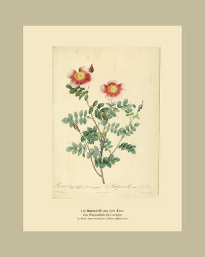 Rosa Pimpinellifolia flore variegato — La Pimprenelle aux Cent-Écus, hand-coloured stipple engraving after Redouté, engraved by Langlois, Les Roses, Paris 1821.