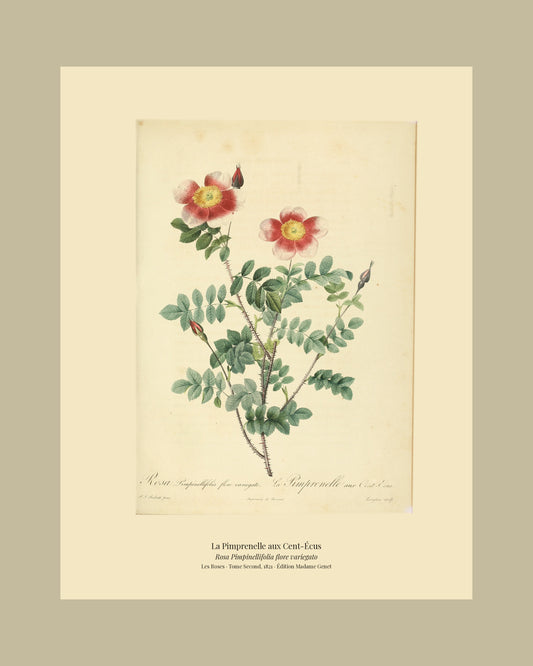 Rosa Pimpinellifolia flore variegato — La Pimprenelle aux Cent-Écus, hand-coloured stipple engraving after Redouté, engraved by Langlois, Les Roses, Paris 1821.