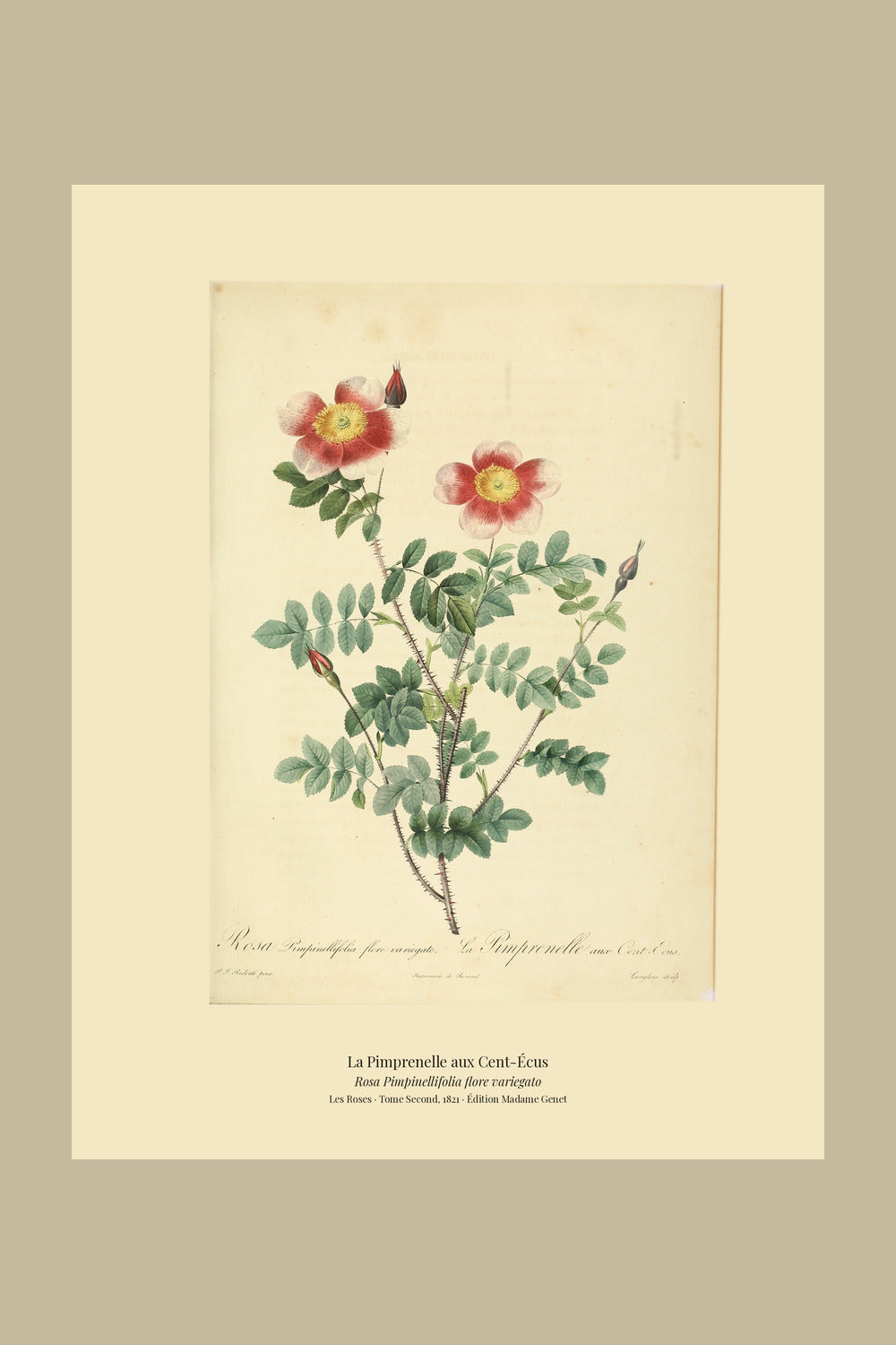 Rosa Pimpinellifolia flore variegato — La Pimprenelle aux Cent-Écus, hand-coloured stipple engraving after Redouté, engraved by Langlois, Les Roses, Paris 1821.