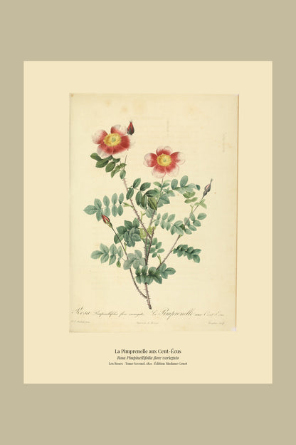 Rosa Pimpinellifolia flore variegato — La Pimprenelle aux Cent-Écus, hand-coloured stipple engraving after Redouté, engraved by Langlois, Les Roses, Paris 1821.