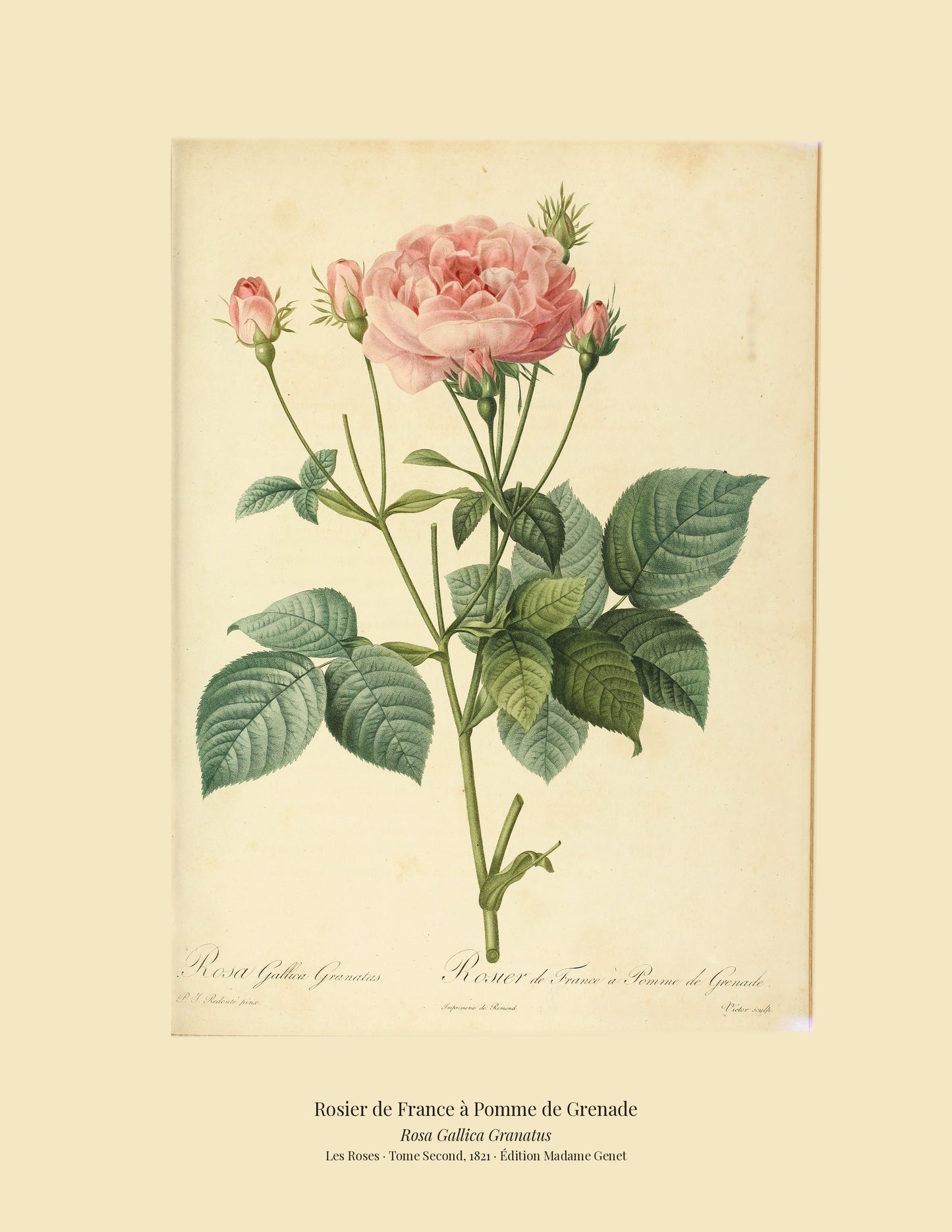 Rosa Gallica Granatus — Rosier de France à Pomme de Grenade, hand-coloured stipple engraving after Redouté, engraved by Victor, Les Roses, Paris 1821.