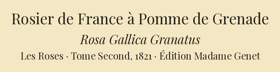 Rosa Gallica Granatus — Rosier de France à Pomme de Grenade, hand-coloured stipple engraving after Redouté, engraved by Victor, Les Roses, Paris 1821.