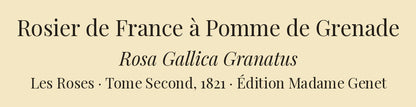 Rosa Gallica Granatus — Rosier de France à Pomme de Grenade, hand-coloured stipple engraving after Redouté, engraved by Victor, Les Roses, Paris 1821.
