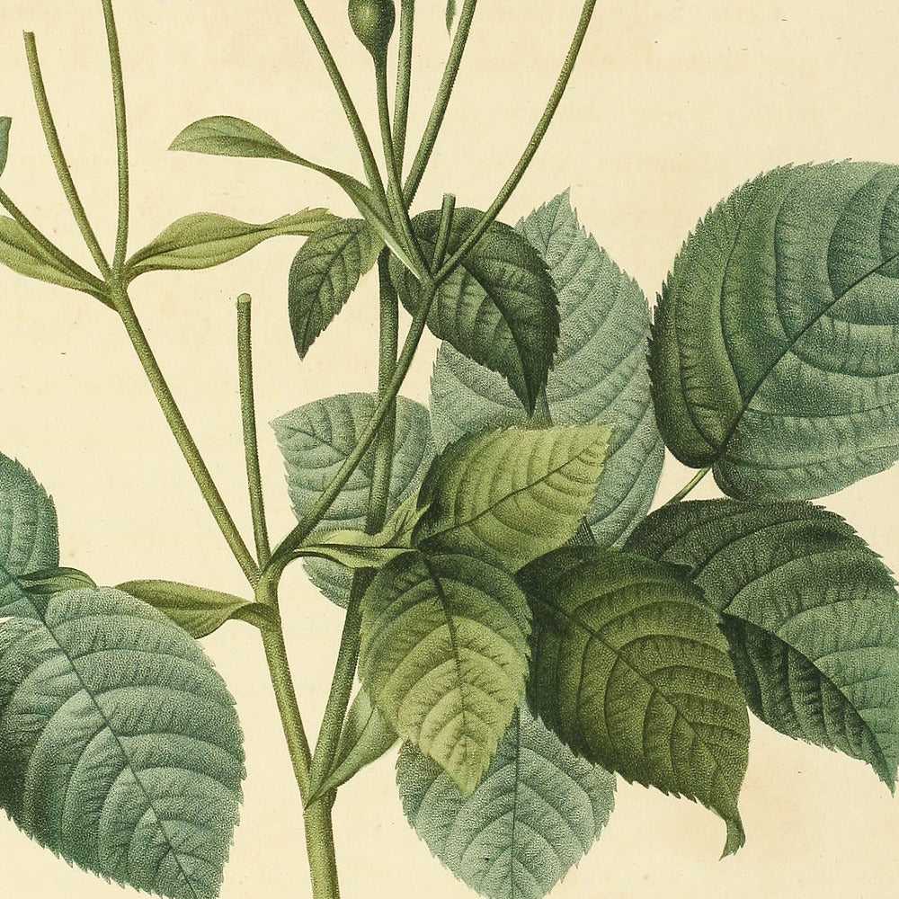 Rosa Gallica Granatus — Rosier de France à Pomme de Grenade, hand-coloured stipple engraving after Redouté, engraved by Victor, Les Roses, Paris 1821.