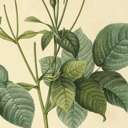 Rosa Gallica Granatus — Rosier de France à Pomme de Grenade, hand-coloured stipple engraving after Redouté, engraved by Victor, Les Roses, Paris 1821.