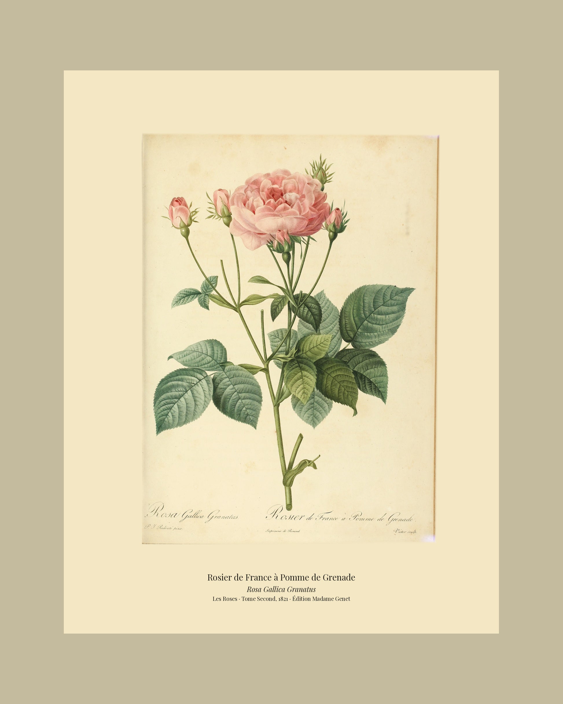 Rosa Gallica Granatus — Rosier de France à Pomme de Grenade, hand-coloured stipple engraving after Redouté, engraved by Victor, Les Roses, Paris 1821.
