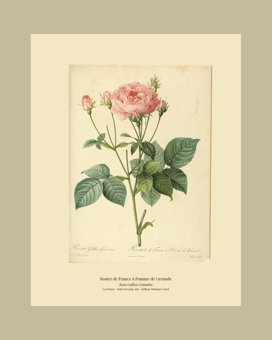 Rosa Gallica Granatus — Rosier de France à Pomme de Grenade, hand-coloured stipple engraving after Redouté, engraved by Victor, Les Roses, Paris 1821.