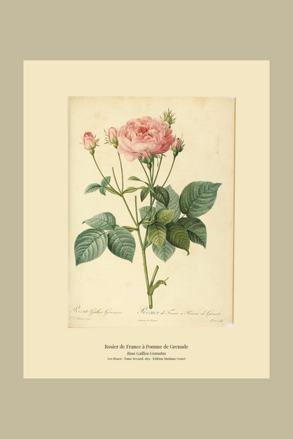 Rosa Gallica Granatus — Rosier de France à Pomme de Grenade, hand-coloured stipple engraving after Redouté, engraved by Victor, Les Roses, Paris 1821.