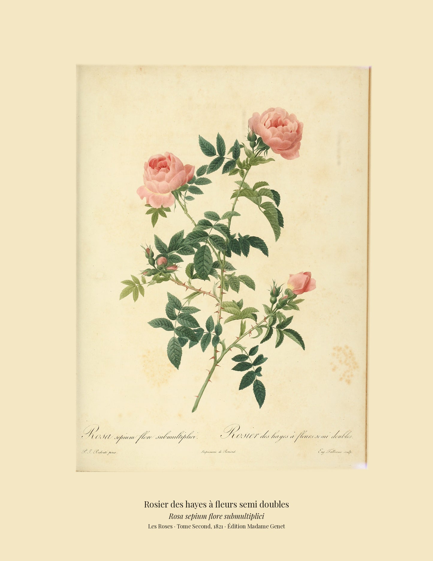 Rosa sepium flore submultiplici — Rosier des hayes à fleurs semi doubles, hand-coloured stipple engraving after Redouté, engraved by Talbeaux, Les Roses, Paris 1821.