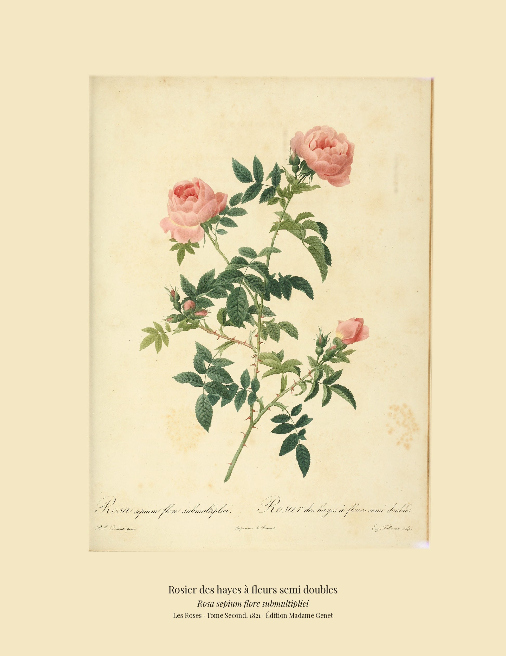 Rosa sepium flore submultiplici — Rosier des hayes à fleurs semi doubles, hand-coloured stipple engraving after Redouté, engraved by Talbeaux, Les Roses, Paris 1821.