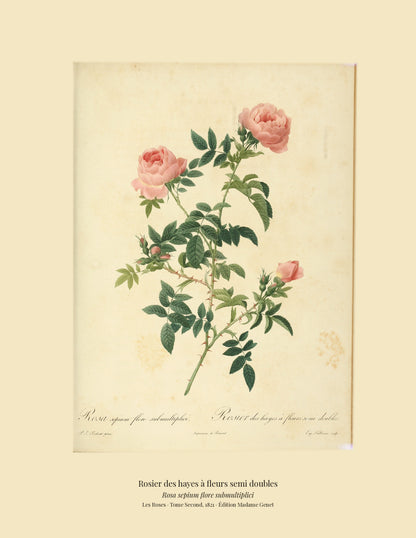 Rosa sepium flore submultiplici — Rosier des hayes à fleurs semi doubles, hand-coloured stipple engraving after Redouté, engraved by Talbeaux, Les Roses, Paris 1821.