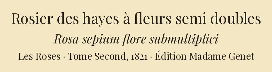 Rosa sepium flore submultiplici — Rosier des hayes à fleurs semi doubles, hand-coloured stipple engraving after Redouté, engraved by Talbeaux, Les Roses, Paris 1821.