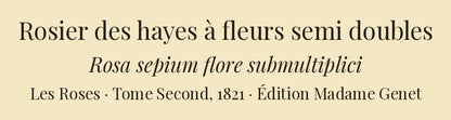 Rosa sepium flore submultiplici — Rosier des hayes à fleurs semi doubles, hand-coloured stipple engraving after Redouté, engraved by Talbeaux, Les Roses, Paris 1821.