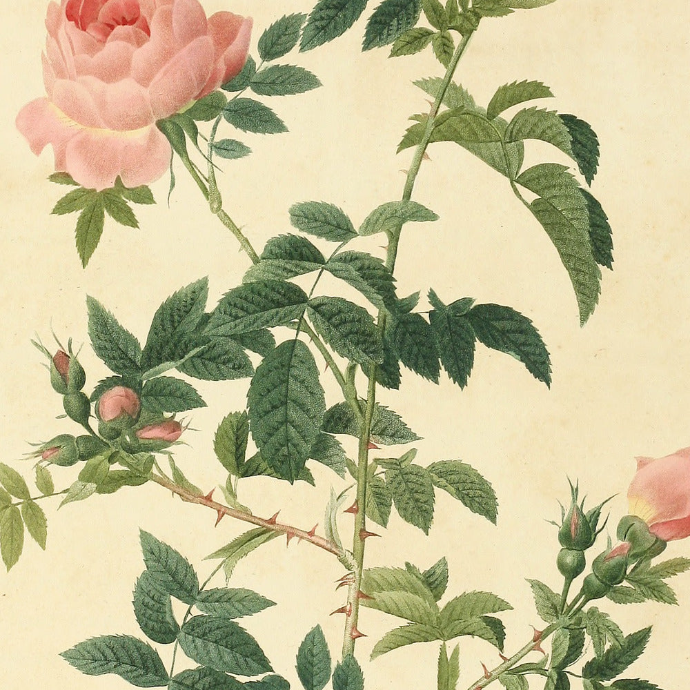 Rosa sepium flore submultiplici — Rosier des hayes à fleurs semi doubles, hand-coloured stipple engraving after Redouté, engraved by Talbeaux, Les Roses, Paris 1821.