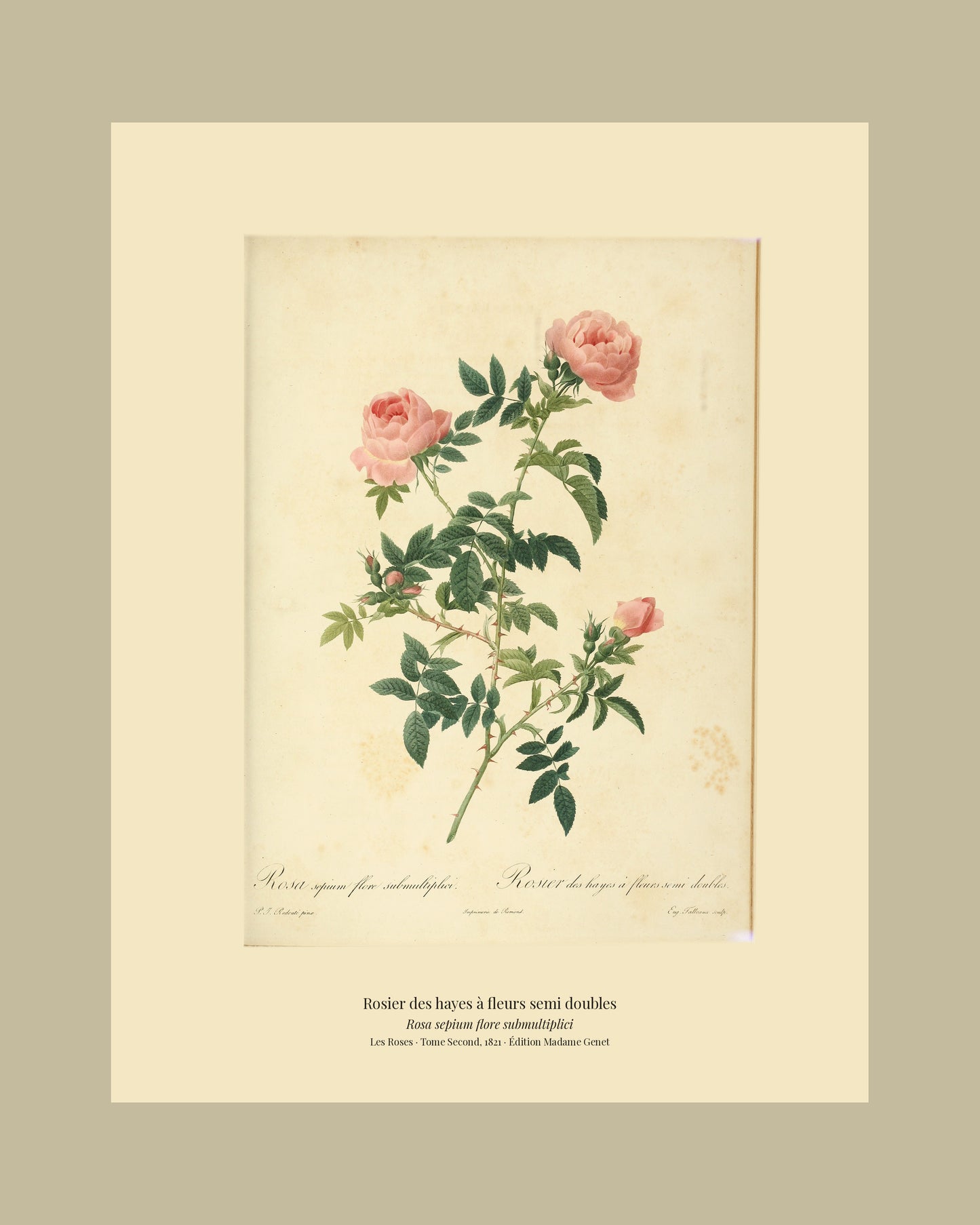 Rosa sepium flore submultiplici — Rosier des hayes à fleurs semi doubles, hand-coloured stipple engraving after Redouté, engraved by Talbeaux, Les Roses, Paris 1821.