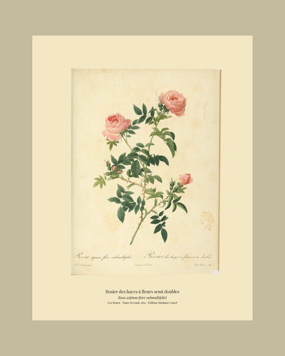 Rosa sepium flore submultiplici — Rosier des hayes à fleurs semi doubles, hand-coloured stipple engraving after Redouté, engraved by Talbeaux, Les Roses, Paris 1821.