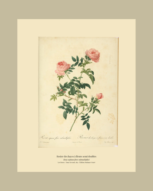 Rosa sepium flore submultiplici — Rosier des hayes à fleurs semi doubles, hand-coloured stipple engraving after Redouté, engraved by Talbeaux, Les Roses, Paris 1821.